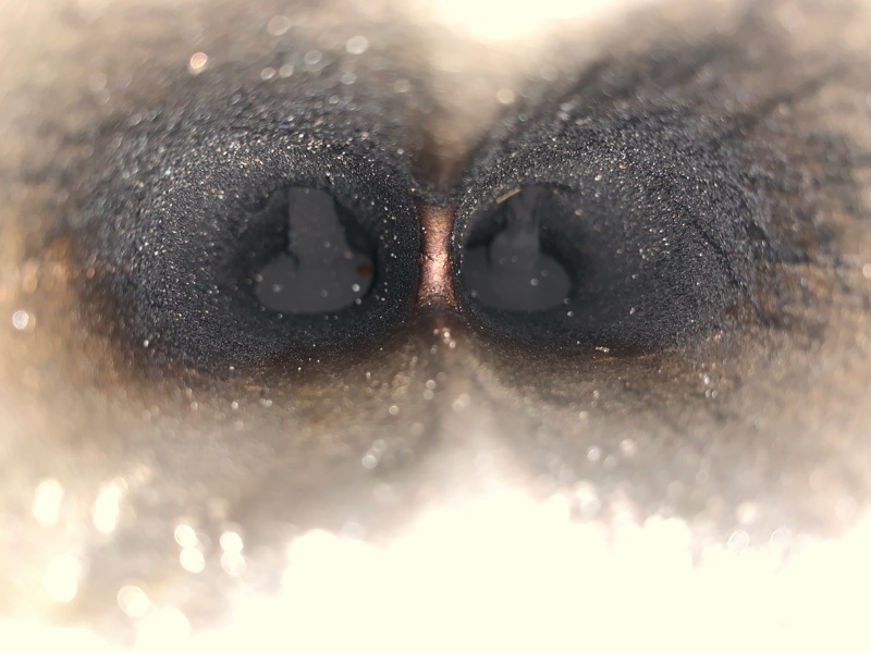 Двигатель на запчасти ( под ремонт ) JUKE 10-19 2012 Хетчбек 1.6 MR16DDT