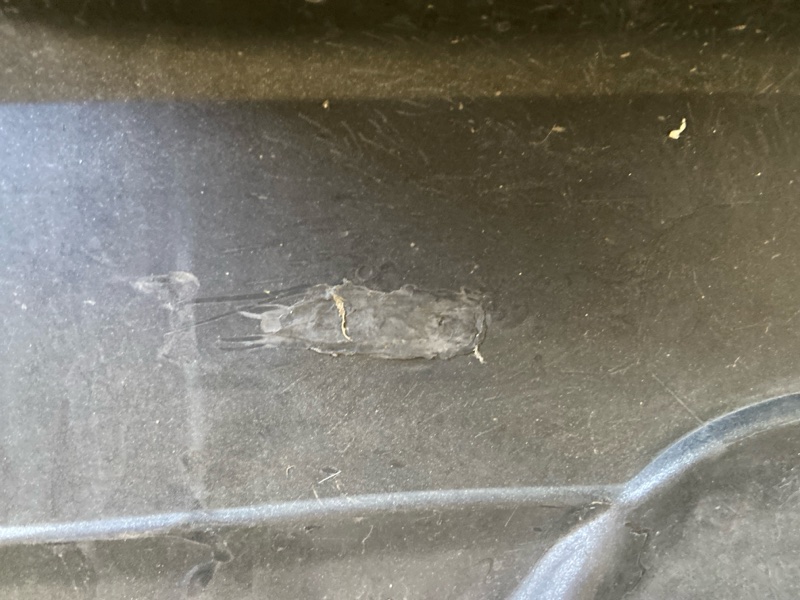 Бампер задний X-TRAIL/ROGUE T32 13-20