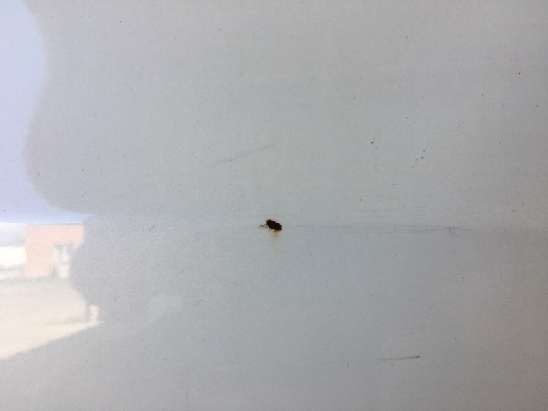 Дверь задняя правая ACURA TLX 14-17 2.4 K24W7