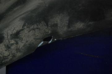 Подкрылок передний правый X-TRAIL T31 07-14