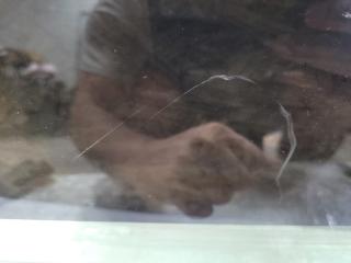 Стекло двери переднее правое SUBARU IMPREZA WRX 10-14 GH Хетчбек 2.5 EJ255