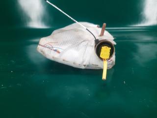 Подушка безопасности в сиденье передняя правая ACURA TLX 14-17 Седан 2.4