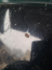 Капот SUBARU IMPREZA 07-11 GE/GH Седан 2.5 EJ253