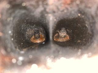 Двигатель бензин JETTA USA 10-17 2016 Седан 1.4L TSI I-4 Turbocharged