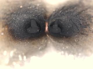 Двигатель на запчасти ( под ремонт ) JUKE 10-19 2012 Хетчбек 1.6 MR16DDT