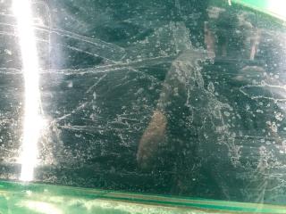 Стекло двери переднее левое SENTRA B17 12-21 2015 Седан 1.8 MRA8DE