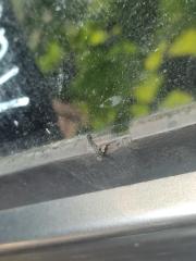 Стекло в кузов заднее правое SOUL PS 13-19 2014 PS 2.0