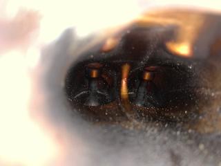 Головка блока цилиндров ELANTRA AD 16- 2.0 G4NH