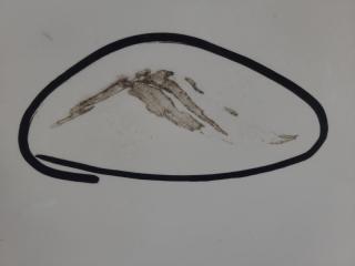 Крыло переднее левое IS250/350 05-13 2013 GSE20L 2.5 4GR-FSE