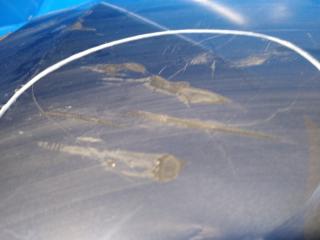 Бампер задний CX-5 (KF) 16-21