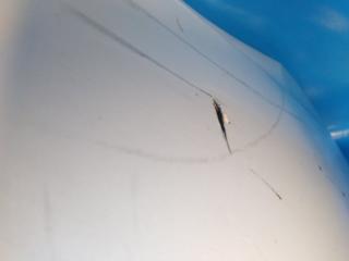 Бампер задний RX350/450 15-22