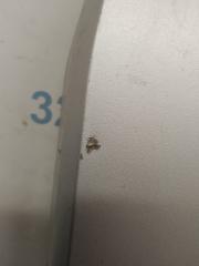 Накладка двигателя декоративная LS460 06-12