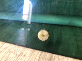 Стекло двери заднее левое TIGUAN 08-17 2011 5N 2.0 CCTA