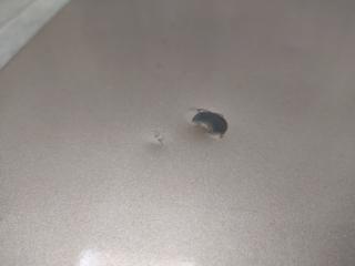 Лючок топливного бака SIENNA 11-16 2012 GSL30 3.5 2GR-FE