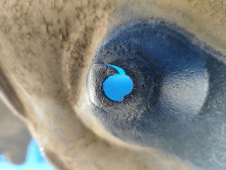 Подкрылок передний левый TOYOTA CAMRY 40 06-11 2.4 2AZFXE