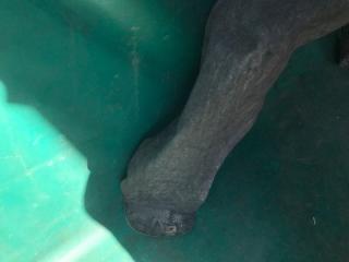 Подкрылок задний левый NISSAN X-TRAIL/ROGUE T32 13-20 2.5 QR25DE