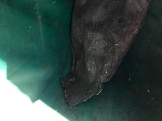 Подкрылок задний левый X-TRAIL/ROGUE T32 13-20 2016 2.5 QR25DE