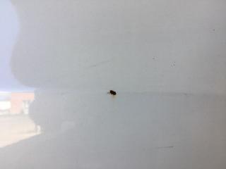 Дверь задняя правая ACURA TLX 14-17 2.4 K24W7