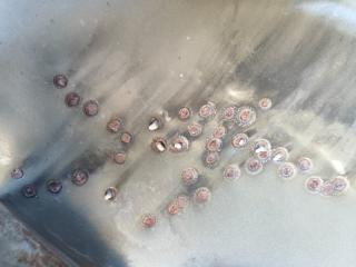 Крыло переднее правое PATRIOT 10-17 2014 2.0 ECN