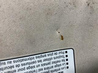 Козырек солнцезащитный правый AVALON 05-12 2006 3.5 2GR-FE