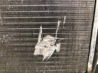 Радиатор основной JETTA USA 10-17 JETTA USA 10-17