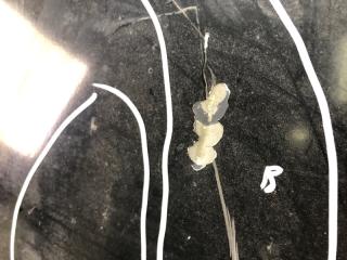 Капот VENZA 09-16 2009 3.5 2GR-FE