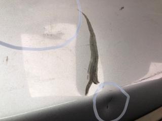 Крышка багажника GENESIS SEDAN 08-13