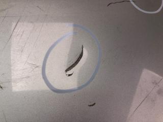 Крышка багажника GENESIS SEDAN 08-13