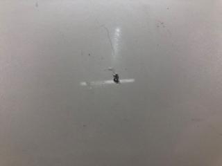 Дверь передняя правая LEAF 10-17 EM61